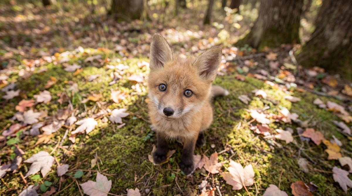 Adorable Baby Red Fox Kit Image Generation Prompt — Nano Banana Pro AI Generated Image