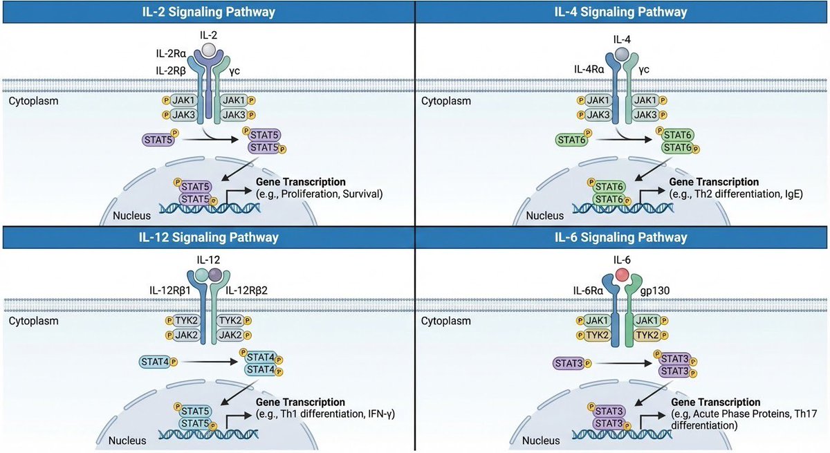 Multi-panel cytokine signaling pathways — Nano Banana Pro AI Generated Image