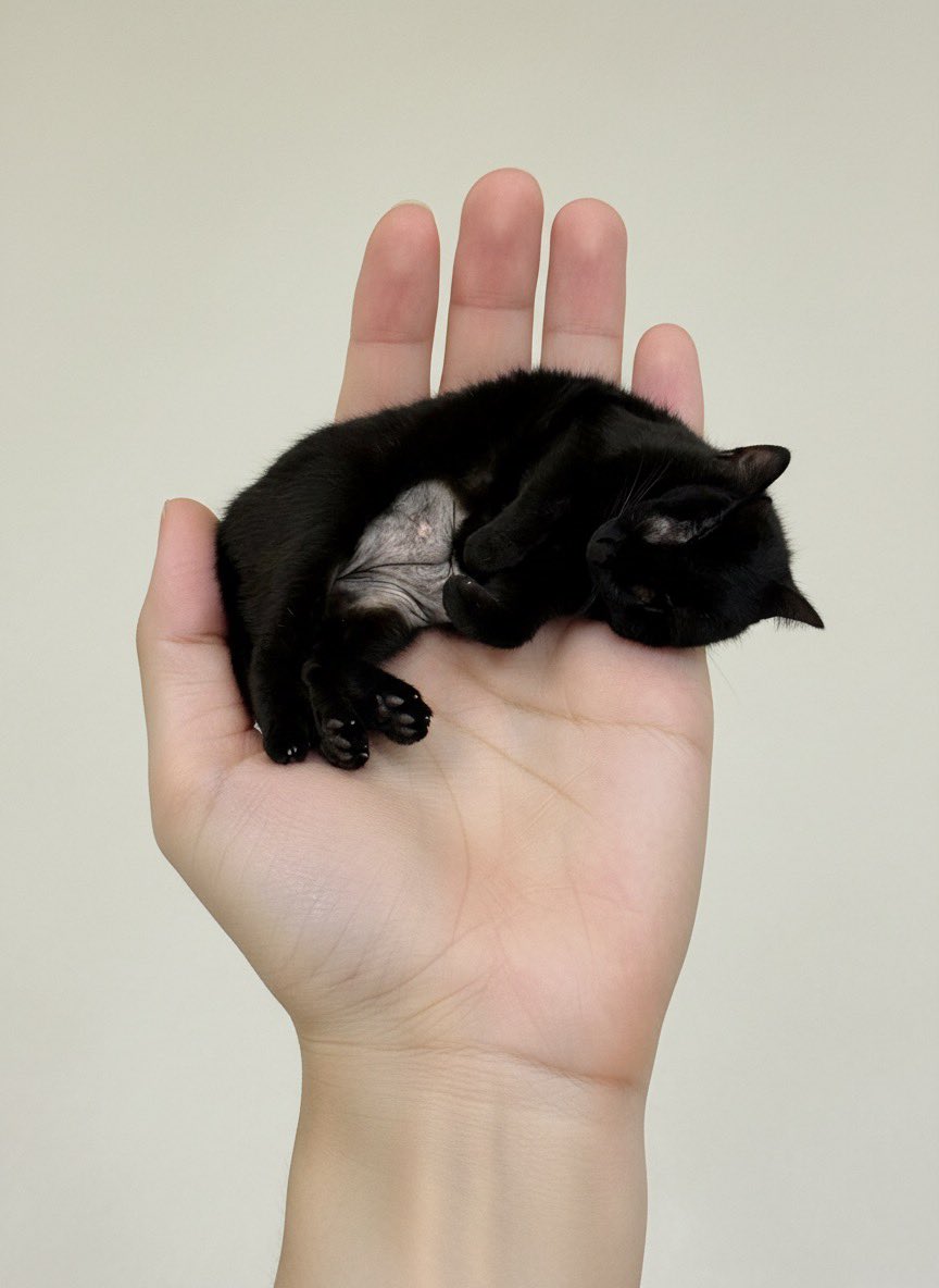 Miniature Pet on Palm Prompt for Image Generation — Nano Banana Pro AI Generated Image