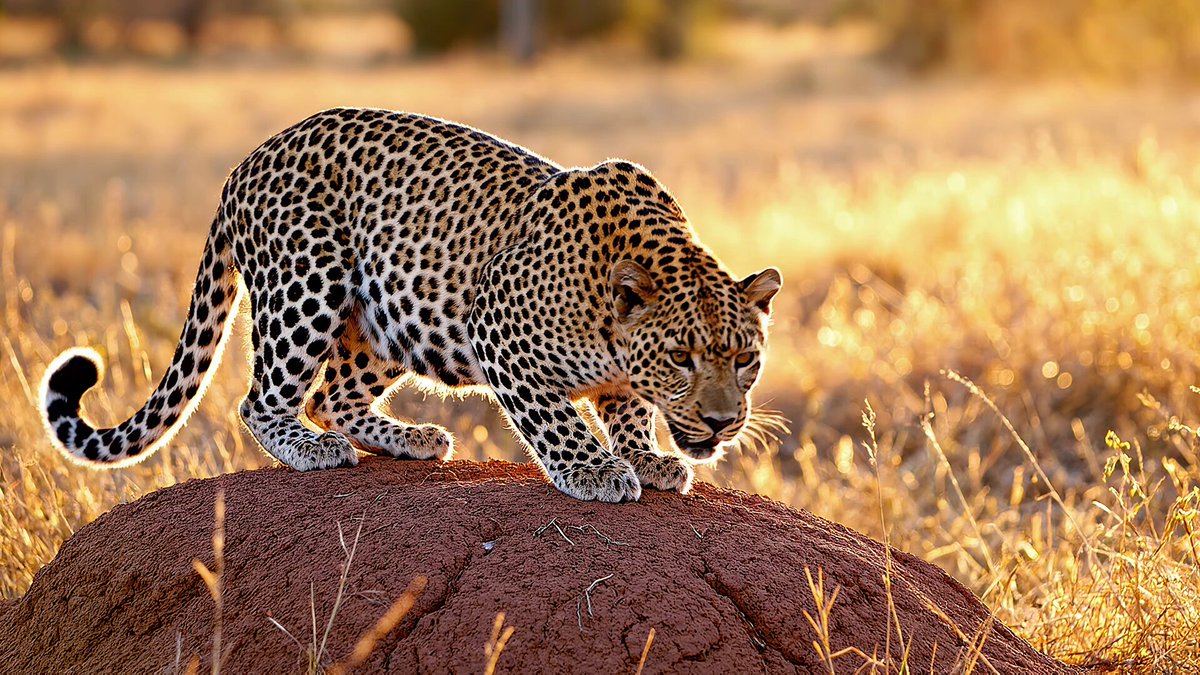 VEO 3.1 Leopard on Termite Mound Prompt