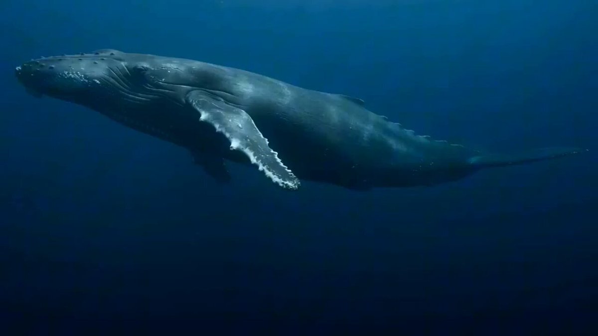 Deep ocean trench scene with a peaceful giant